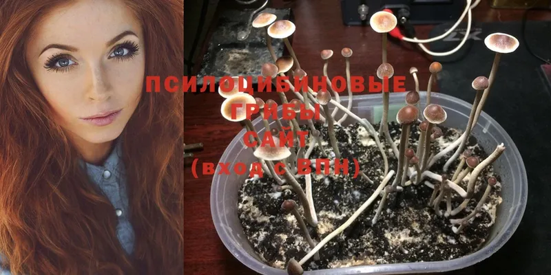 Галлюциногенные грибы MAGIC MUSHROOMS  наркота  Невинномысск 